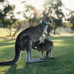 Voyager en van en Australie : ce que vous devez connaître